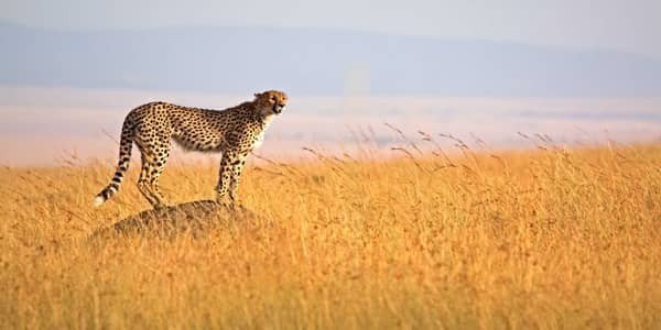 Best Tanzania Safari Tours