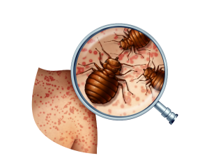 Say Goodbye to Bed Bugs in Abu Dhabi - Expert Pest Control Services