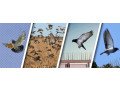 effective-bird-control-services-in-dubai-contact-us-today-small-0