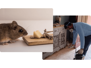 Effective Rat Pest Control in Dubai - Call Us Today!