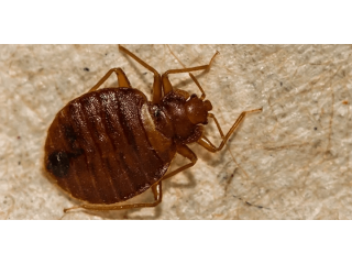 Affordable Bed Bug Control Solutions in Dubai - Call Us Today!