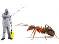 affordable-ant-control-services-in-abu-dhabi-call-today-small-0