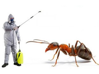 Affordable Ant Control Services in Abu Dhabi - Call Today!