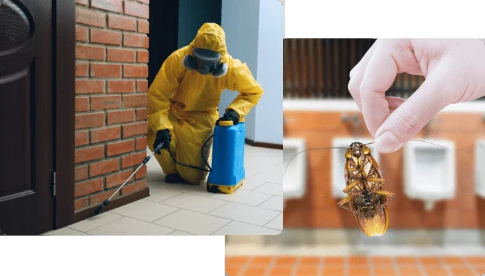 expert-cockroach-removal-in-dubai-call-now-big-0