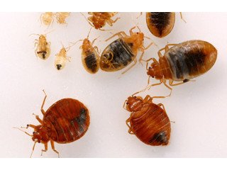 Say Goodbye to Bed Bugs! Control Service in Dubai - Call Now!