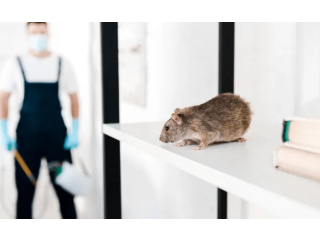 Affordable Rodent Removal Services Book Today!