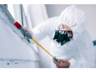 Reliable Pest Control Services in Abu Dhabi - Call Us Today!