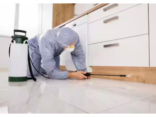 Expert Termite Control Services in Abu Dhabi - Call Us Today!