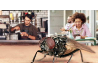 Stop Flies Today with Our Dubai Pest Control Services!