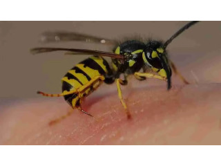 Wasps Control Dubai Quick Solutions, Book Now!