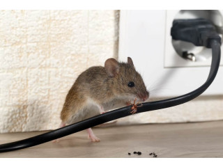 Rodent-Free Homes in Dubai Call for Expert Services!