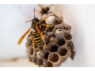 Say Goodbye to Wasps: Expert Control Services in Dubai