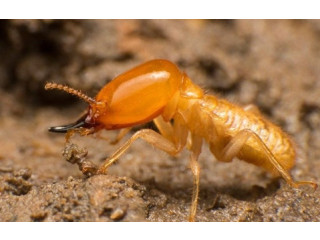 Don't Let Termites Take Over Your Home: Call Us Today!