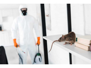 Protect Your Home with Professional Rodent Control in Dubai!