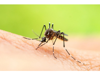 Protect Your Home with Mosquito Control in Dubai Call Today!