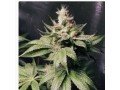 buy-cannabis-seeds-online-small-0