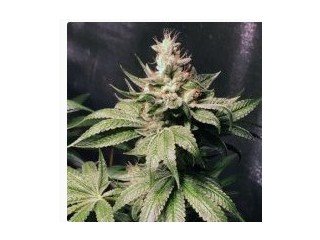 Buy cannabis seeds online