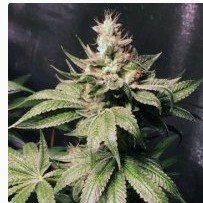 buy-cannabis-seeds-online-big-0