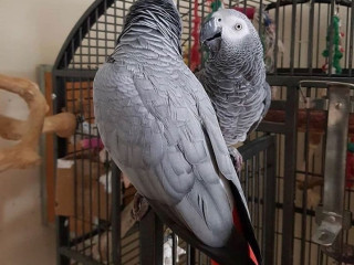 buy-congo-african-grey-parrots-and-fertile-parrot-eggs