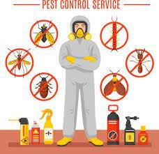 termite-control-services-in-chennai-big-0