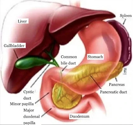 liver-surgeries-big-0