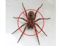 expert-spider-pest-control-services-in-orange-county-small-0