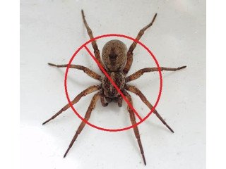 Expert Spider Pest Control Services in Orange County