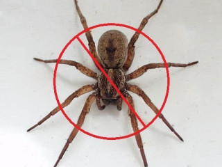 expert-spider-pest-control-services-in-orange-county