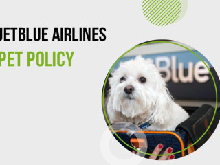 jetblue-pet-policy-expert-guidance-from-tours-n-travel-pro